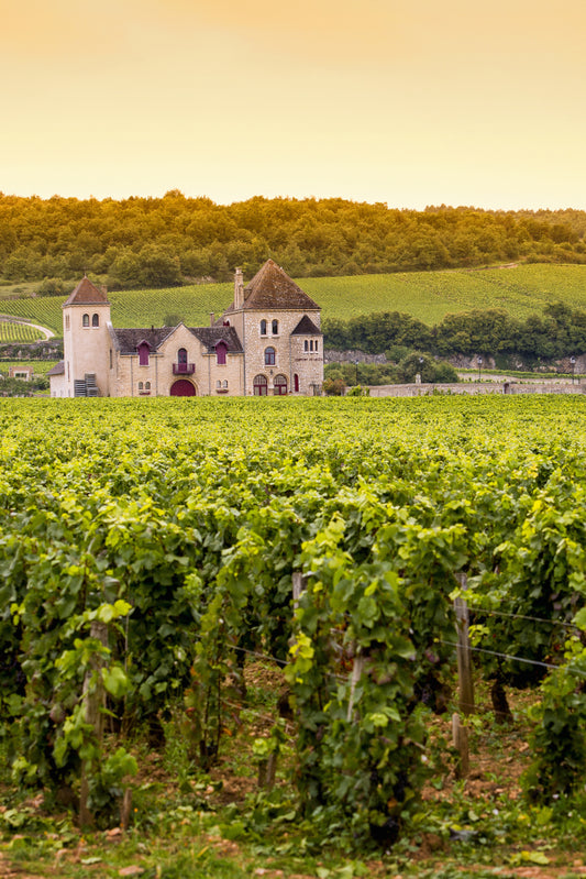 31.05.2024: "Shades of Burgundy" Wine Tasting